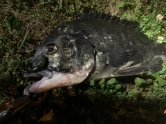 チヌの釣果