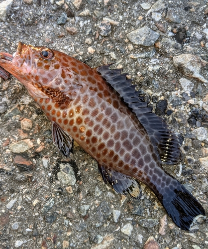 オオモンハタの釣果