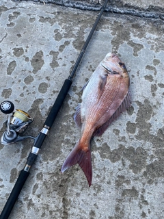 マダイの釣果