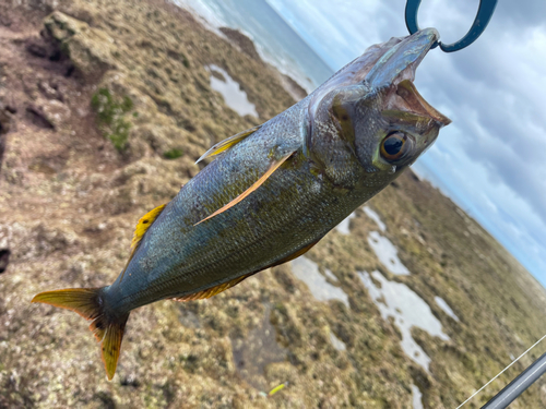 イシフエダイの釣果