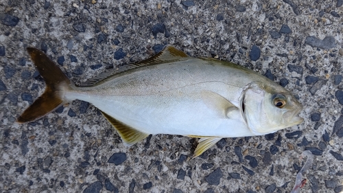 ショゴの釣果