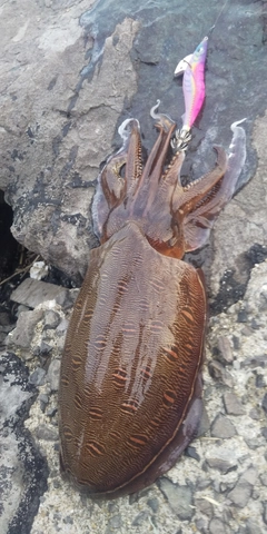 コウイカの釣果