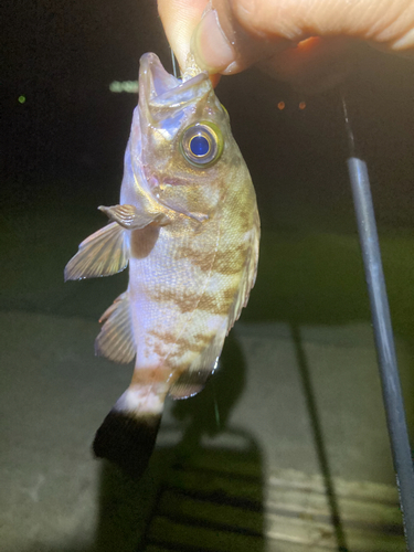 シロメバルの釣果