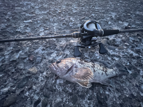 ソイの釣果