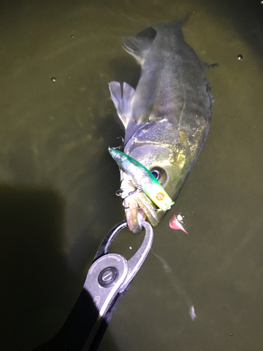 シーバスの釣果