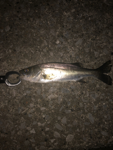 スズキの釣果