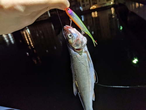 ウグイの釣果