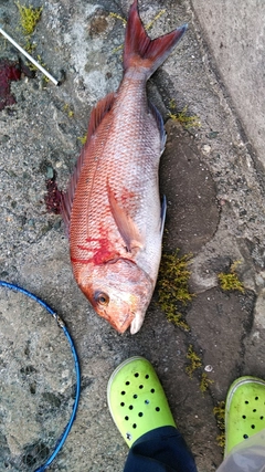 マダイの釣果