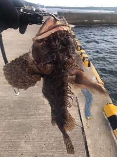 トウベツカジカの釣果