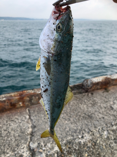 ワカシの釣果