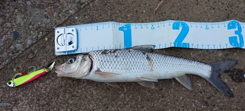 ニゴイの釣果