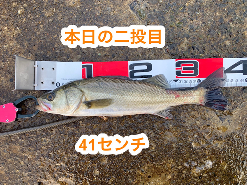 シーバスの釣果