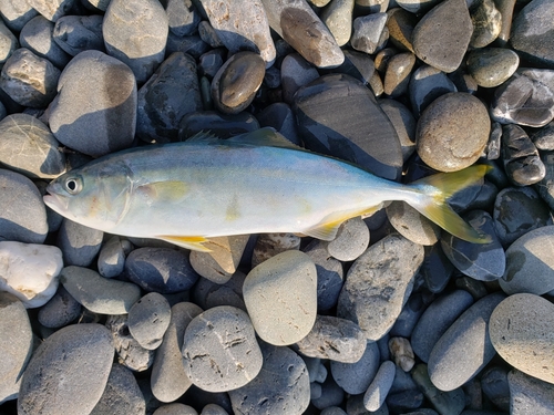 ワカシの釣果