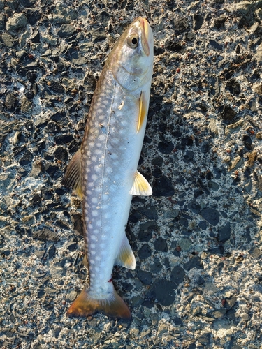 アメマスの釣果