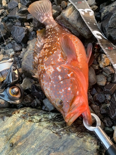 キジハタの釣果