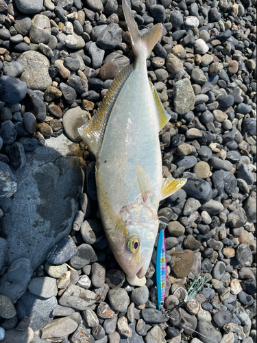 ショゴの釣果