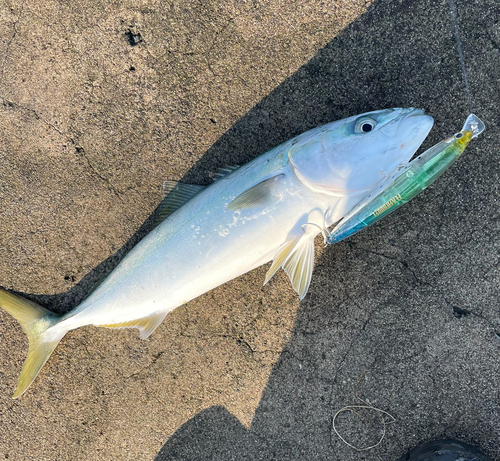 イナダの釣果