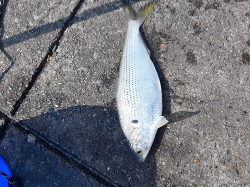 コノシロの釣果