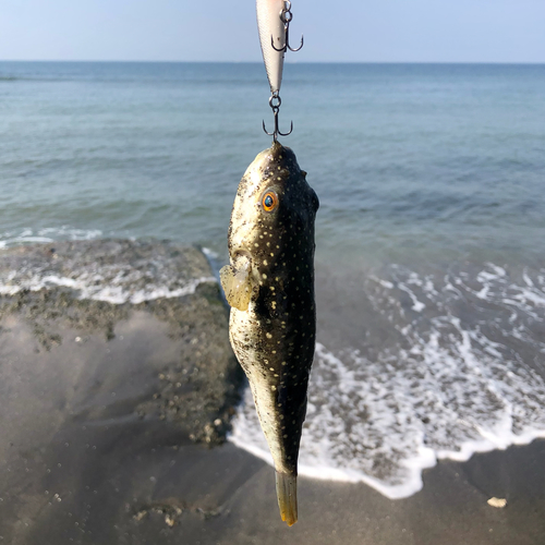 フグの釣果