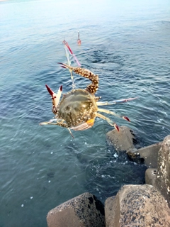 ワタリガニの釣果