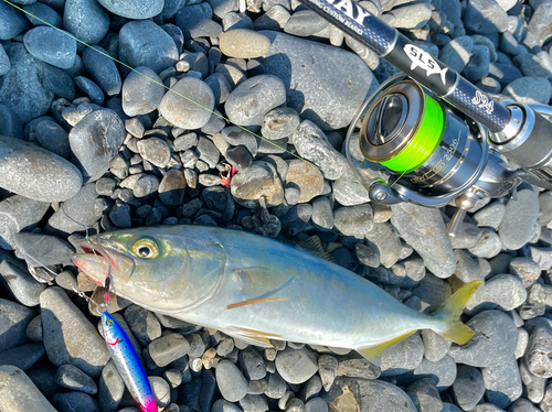 ワカシの釣果