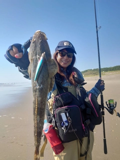 マゴチの釣果