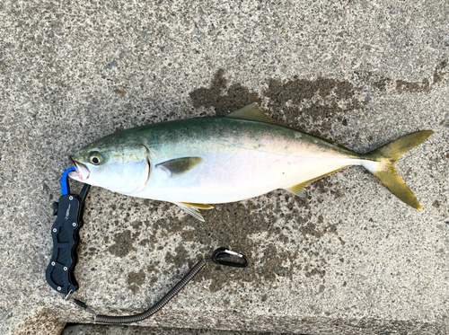 ハマチの釣果