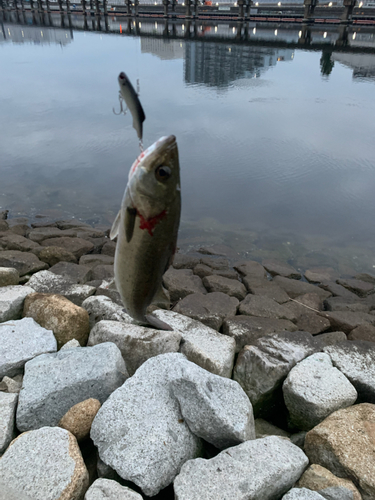 シーバスの釣果