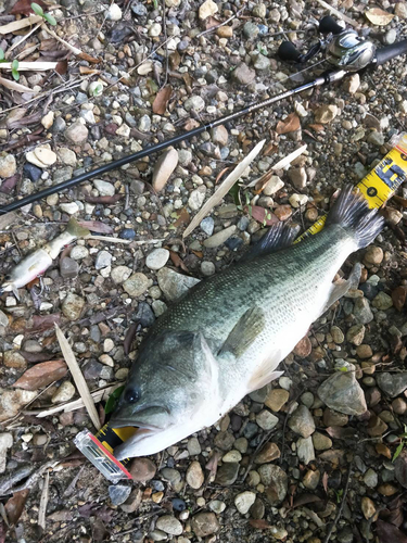 ブラックバスの釣果