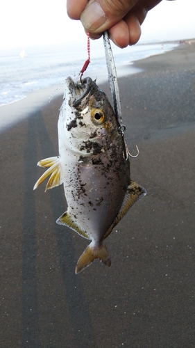 ショゴの釣果