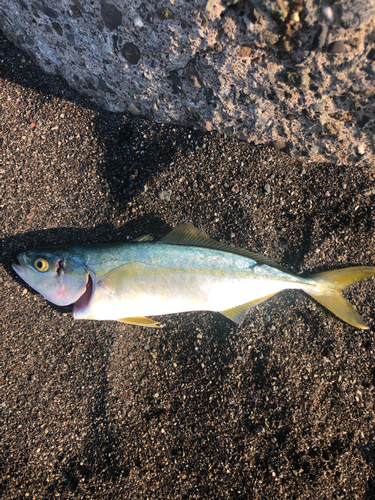 ワカシの釣果