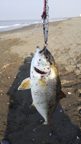 ショゴの釣果