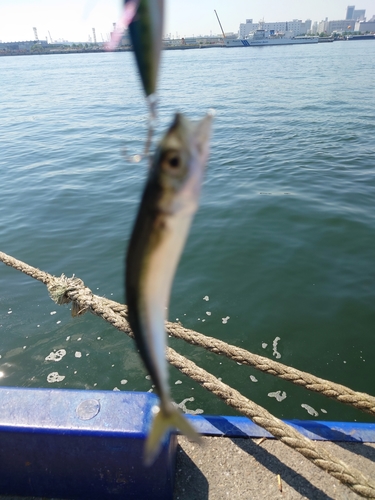 サバの釣果