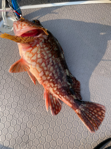 アラカブの釣果