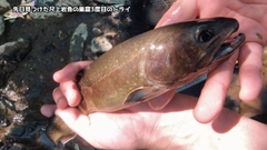 ヤマトイワナの釣果