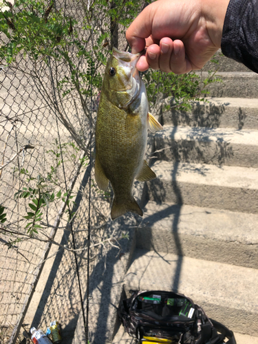 スモールマウスバスの釣果