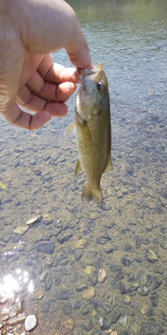 スモールマウスバスの釣果