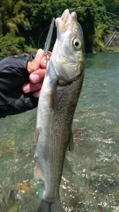 ウグイの釣果