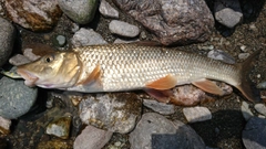 ニゴイの釣果