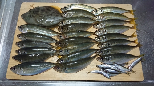 アジの釣果