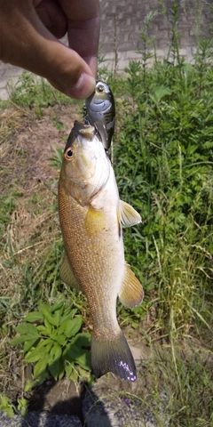 スモールマウスバスの釣果