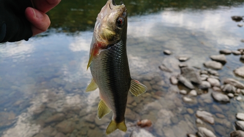 カワムツの釣果