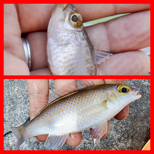 ネンブツダイの釣果