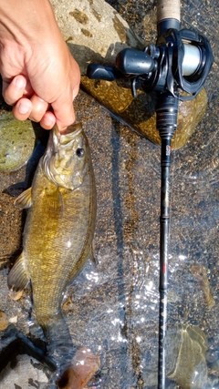 スモールマウスバスの釣果