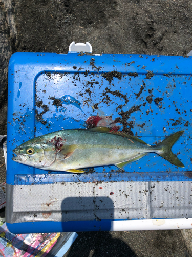 ワカシの釣果