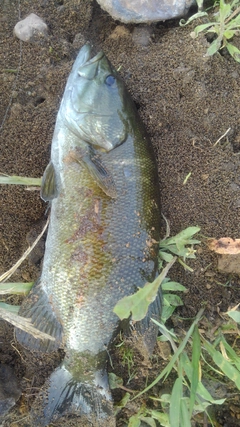 スモールマウスバスの釣果