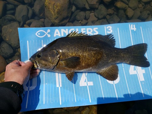 スモールマウスバスの釣果