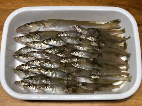 キスの釣果