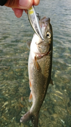 ウグイの釣果