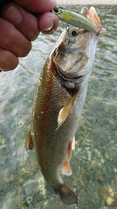 ウグイの釣果